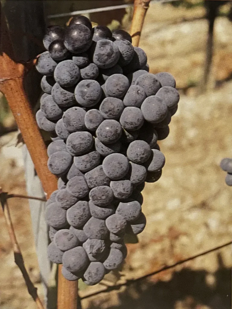 Uva Sirica