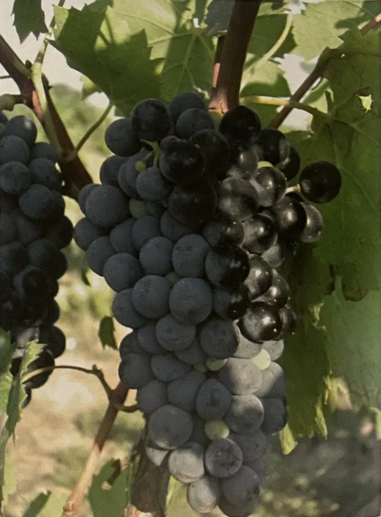 Uva Susumaniello