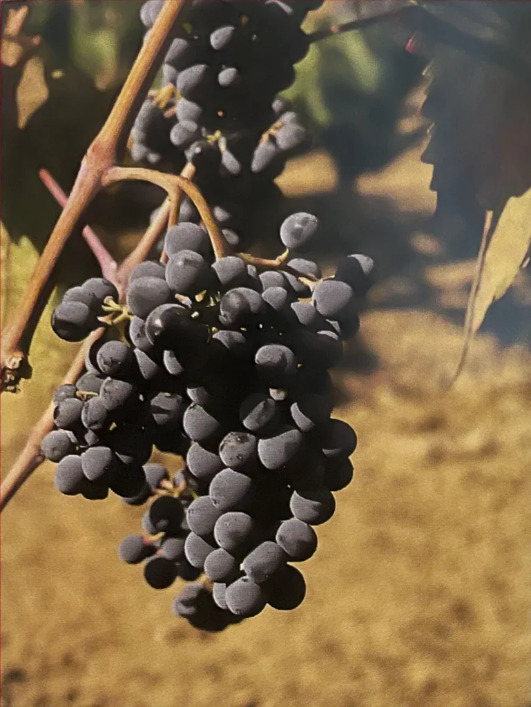 Uva Tintilia