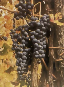 Uva della Cascina - Dizionario dei vitigni antichi minori italiani (A. Scienza, 2004)