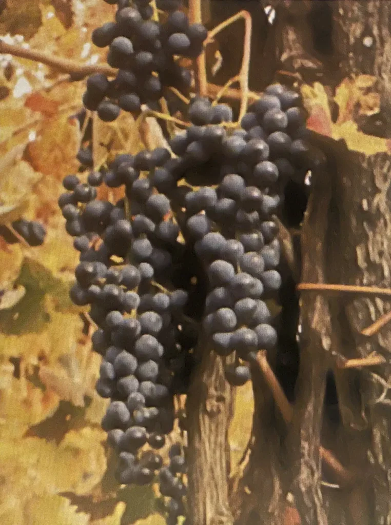 Uva della Cascina