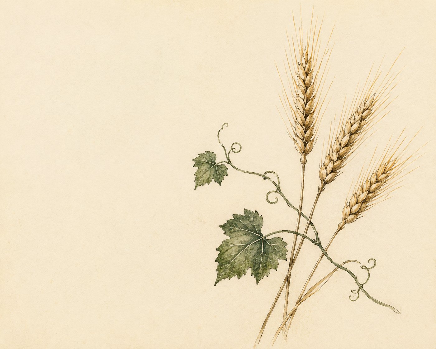 Illustrazione: studio ad acquerello di spighe di grano intrecciate a un tralcio di vite