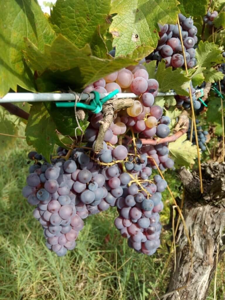Uva Negretto