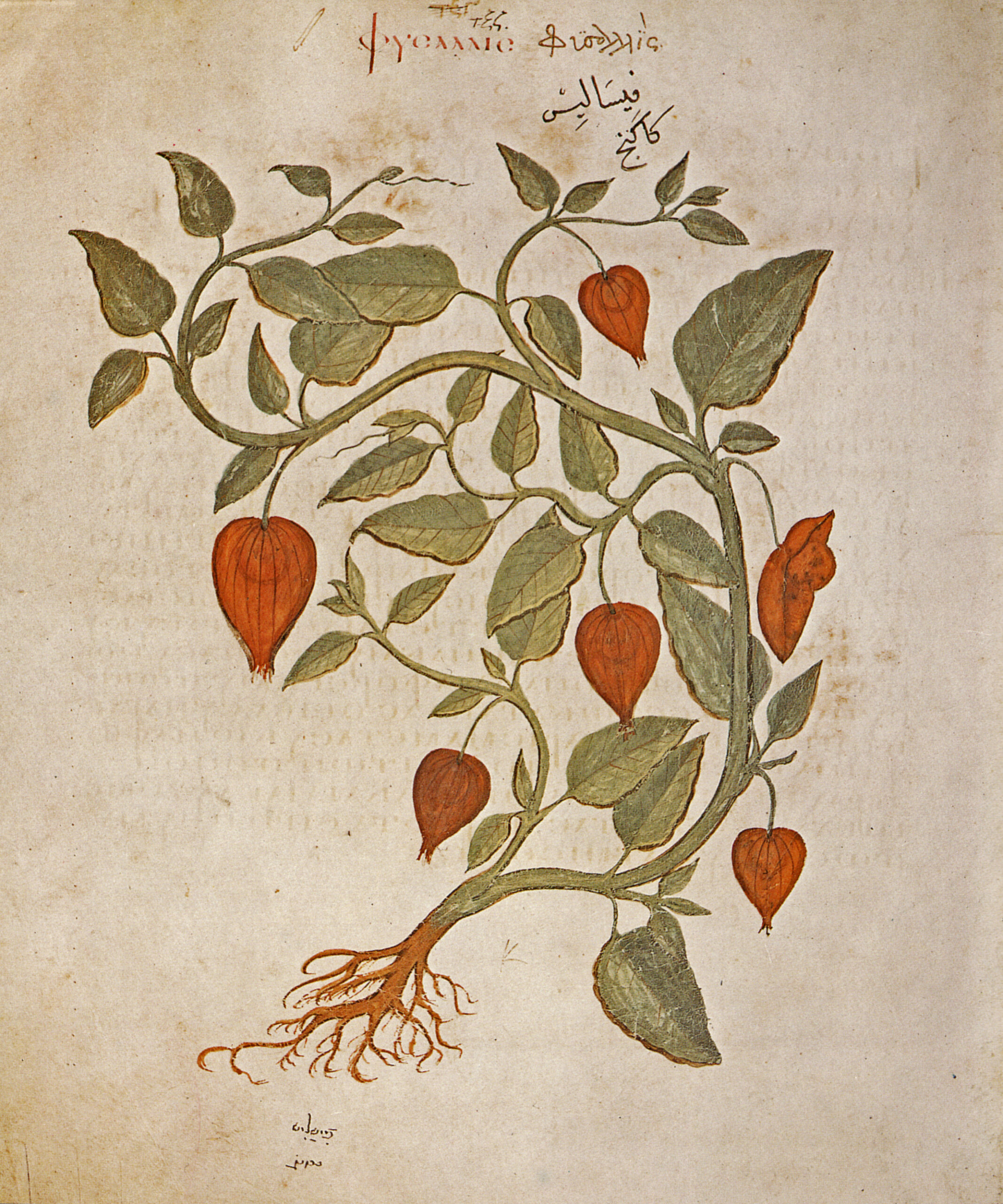 Frutto di alchechengi (Physalis alkekengi): la bacca rosso-arancio dentro il calice a lanterna