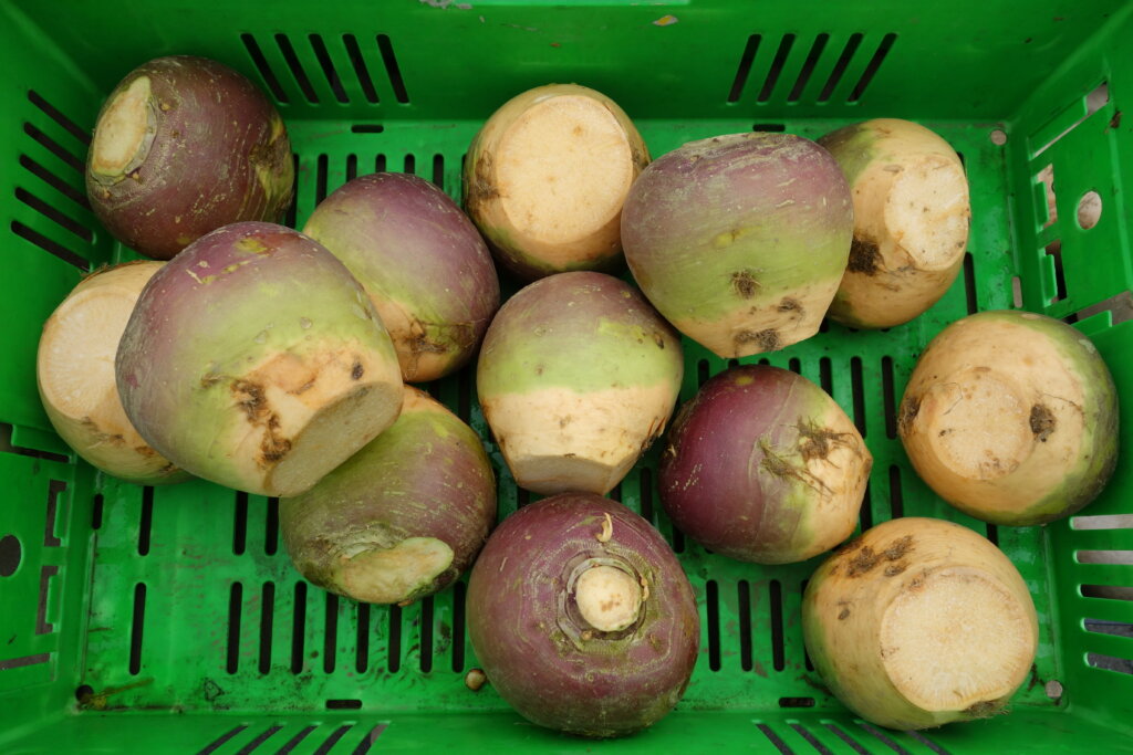 Cavolo navone