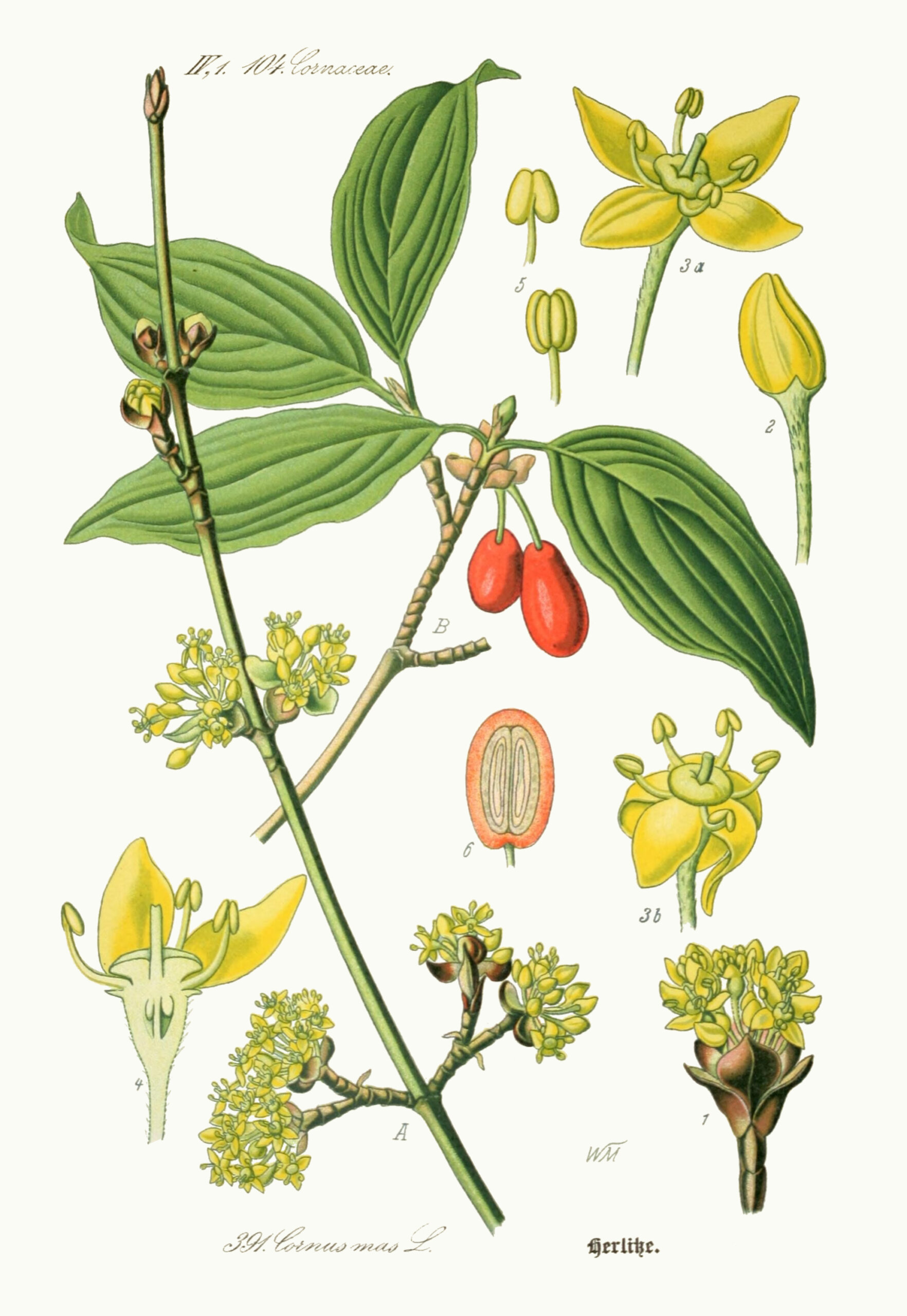 Frutti di corniolo (Cornus mas) maturi sulla pianta, rosso-bruni e ovoidali
