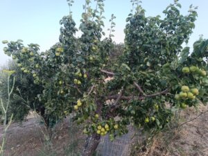 Pianta di Pera Purcina con numerosi frutti a Montebello Jonico.