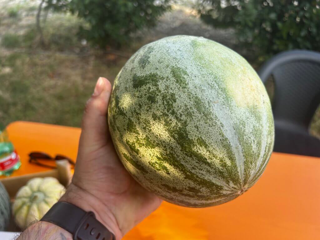 Melone Banana di Lentigione
