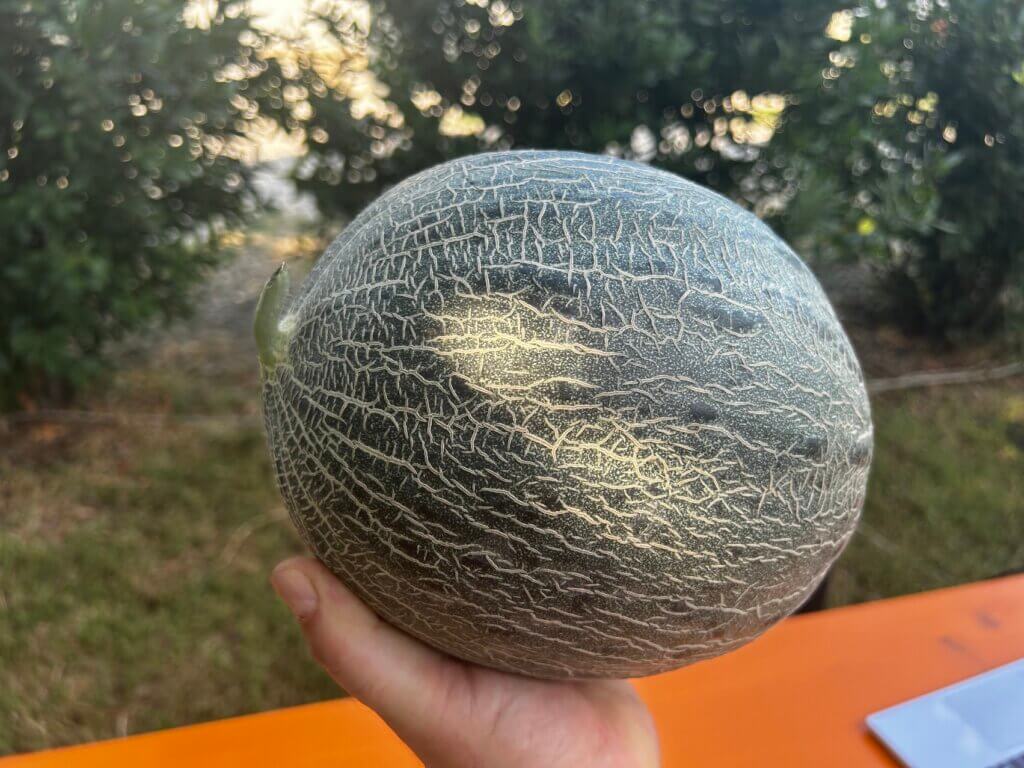 Melone Banana di Santa Vittoria
