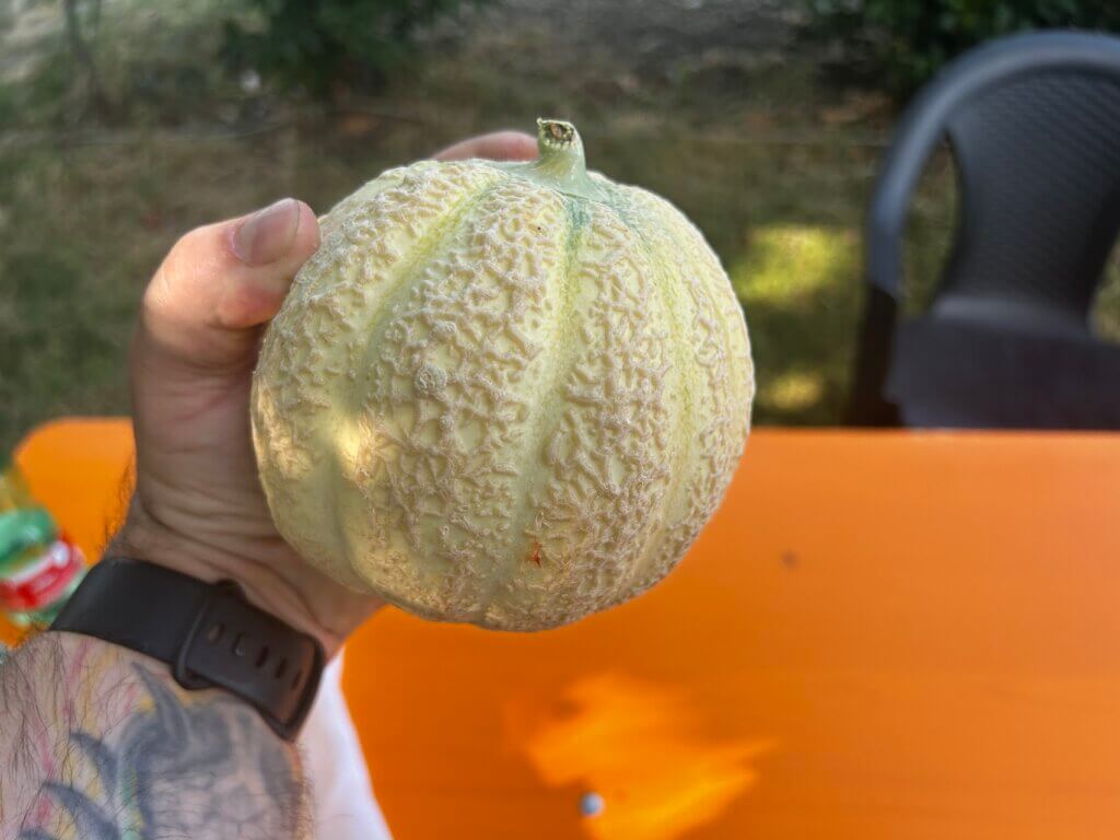 Melone Ramparino
