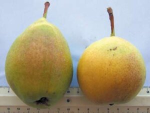 Frutti della pera Agostarico, denominata Agustarica nell’Atlante ARSSA 2011.