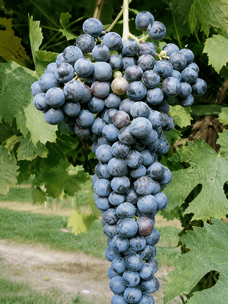 Uva Lambrusco Marani