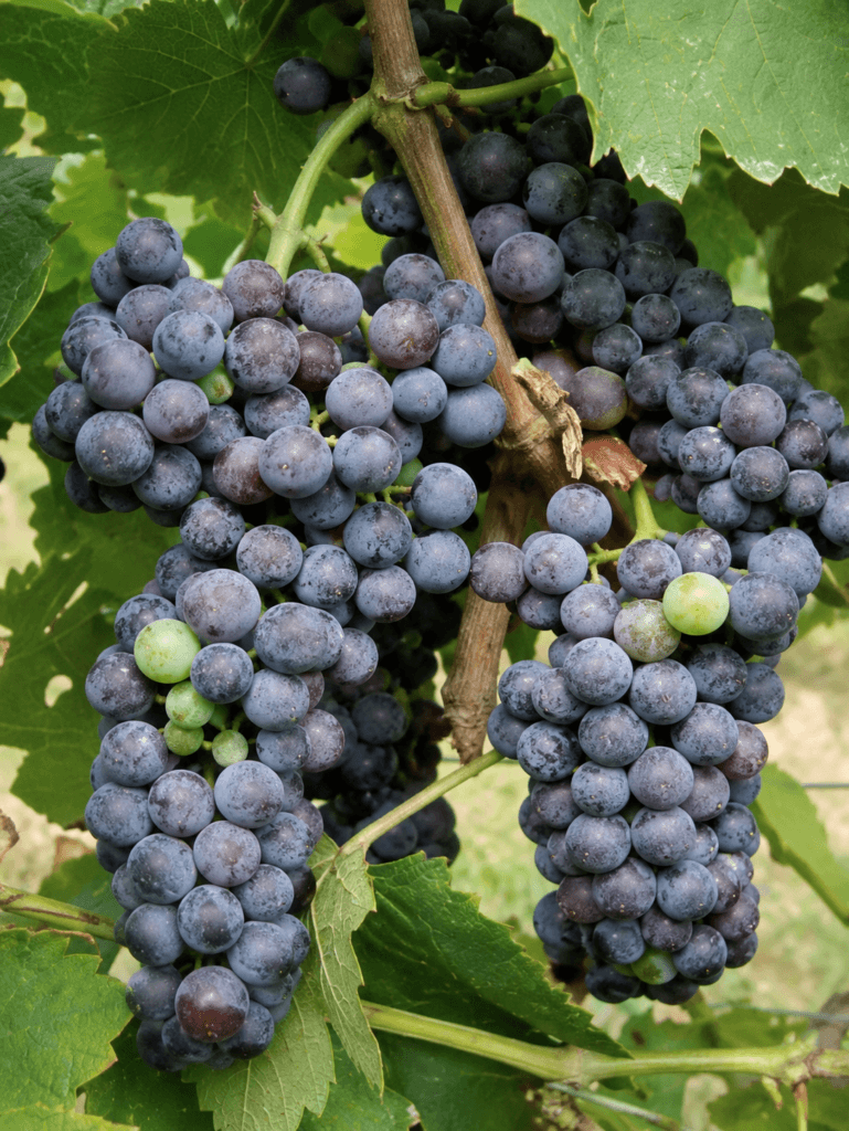 Uva Lambrusco Viadanese