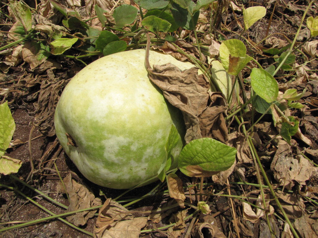 Zucca da vino