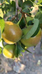 Gruppo di frutti della pera localmente identificata come Sundalarica da Francesco Manti sulla pianta a Montebello Jonico.