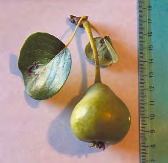 Pera Licandisi
