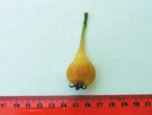 Frutto della Pera Muscaredi documentato dall’ARSSA nella Vallata dello Stilaro.