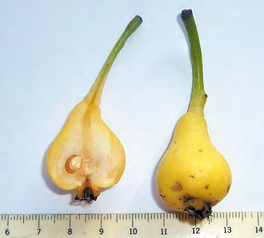 Pera Muscareja