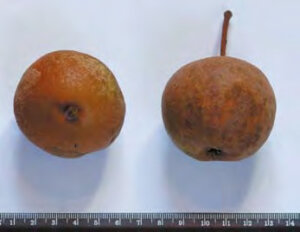 Frutto della Pera Pirajna documentato dall’ARSSA a Decollatura e Serrastretta.