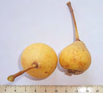 Pera Sangiannisi