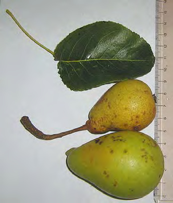 Pera Tennaru