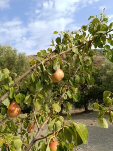 Frutti di Pera Butina sulla pianta.