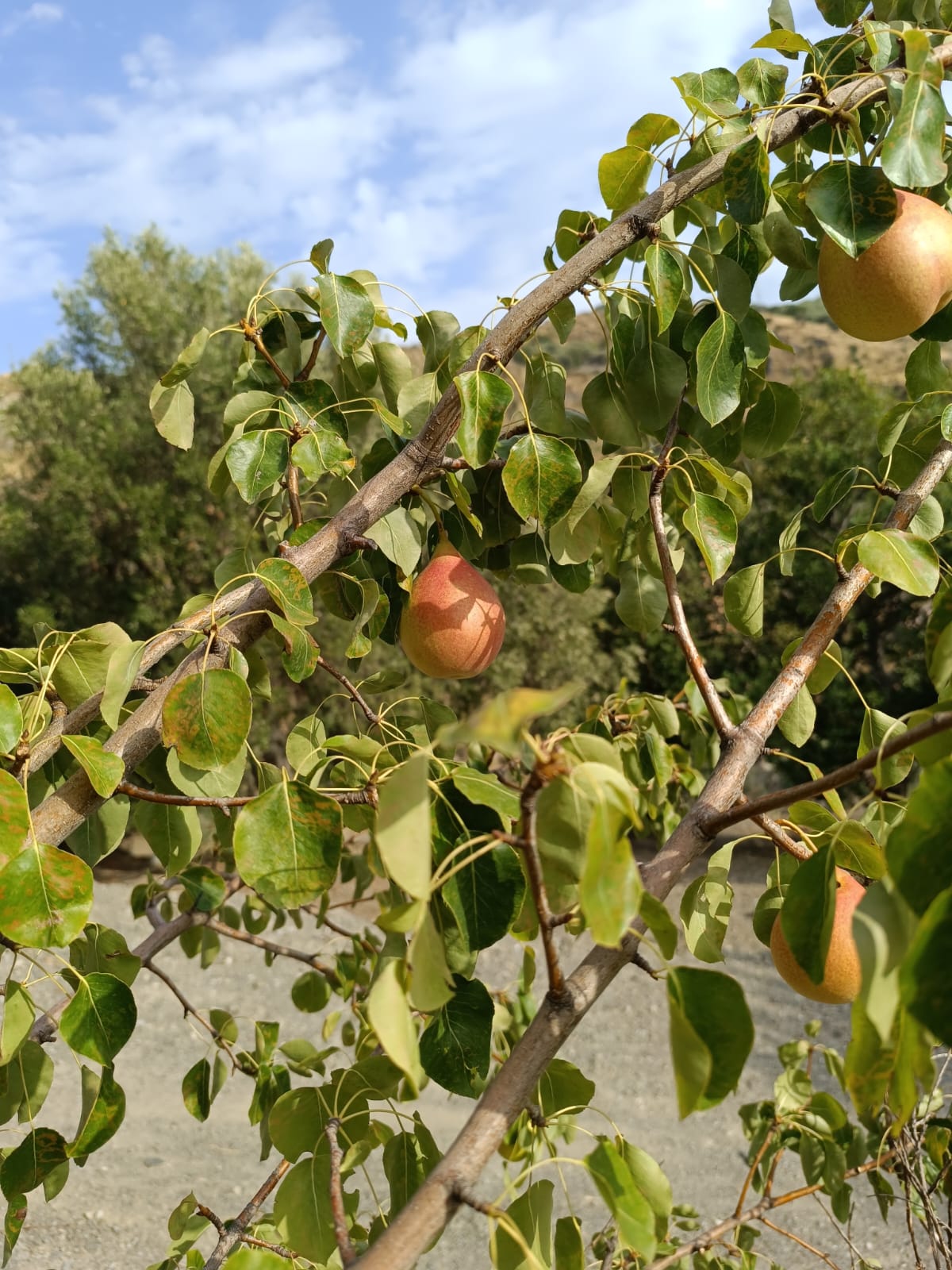 Frutti di Pera Butina sulla pianta.