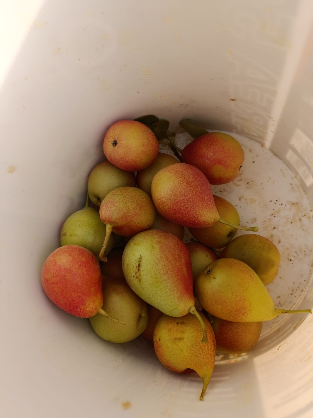 Frutti raccolti di Pera Butina.