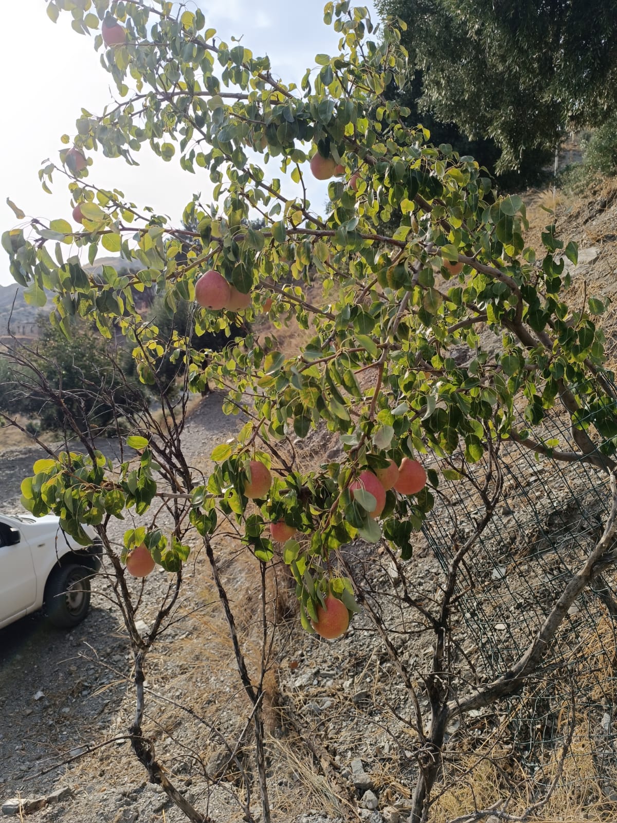 Pianta di Pera Butina con frutti a Montebello Jonico.