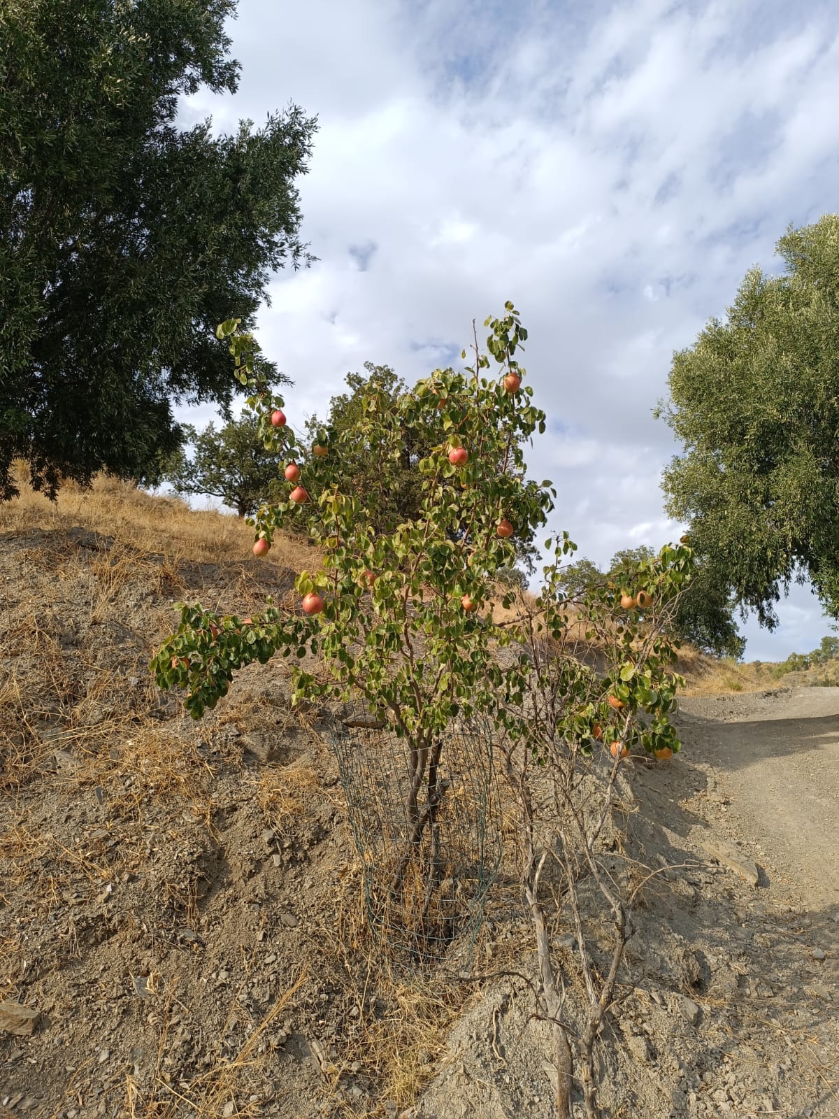 Pianta di Pera Butina con frutti a Montebello Jonico.